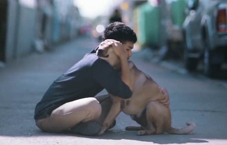 Cuanto cuesta la eutanasia de un perro